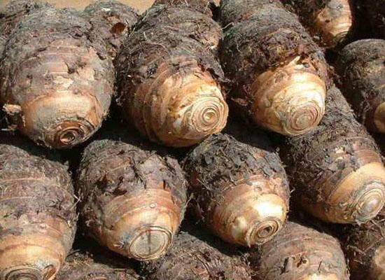 糧食作物：芋頭