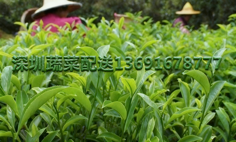 佳惠鮮農產品配送中心分享：2025年烏龍茶生長態勢